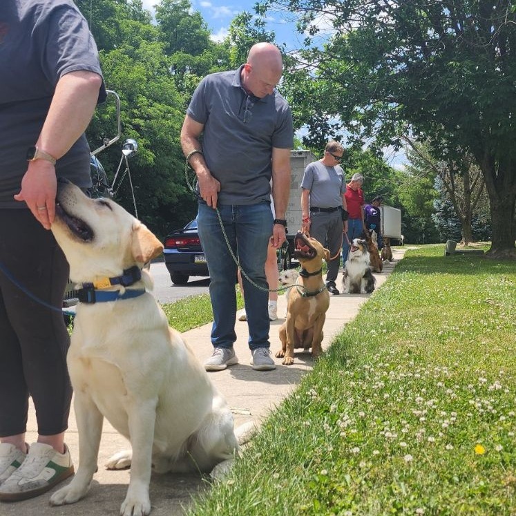 Sit means sit dog trainers at group dog class