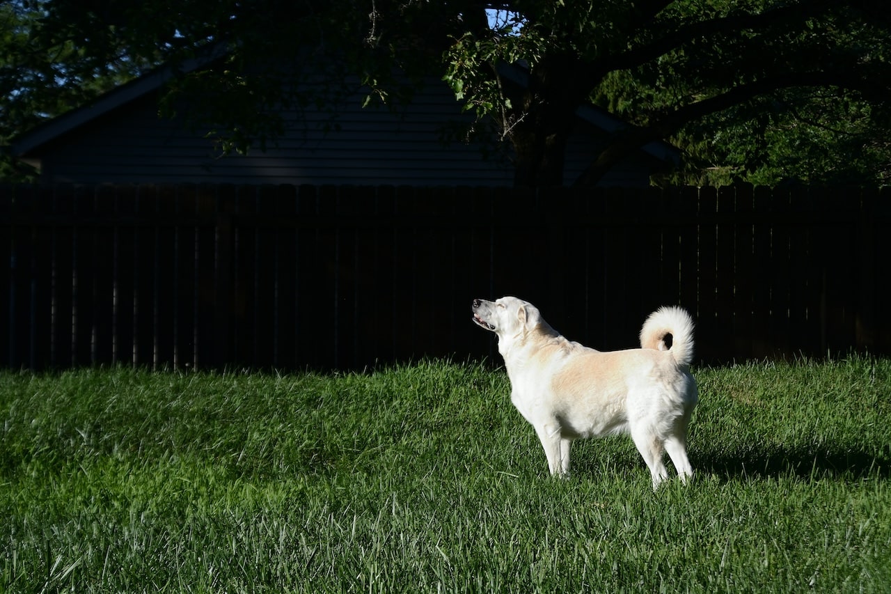 Dog basking in sun outside